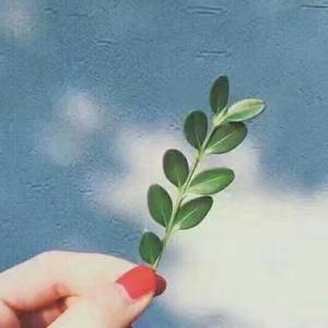 狮子陪我陪我头像