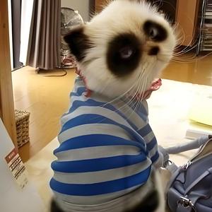 猫哥去探险头像