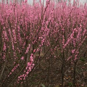 紫陌花开1头像