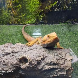 青涩清泉uf头像