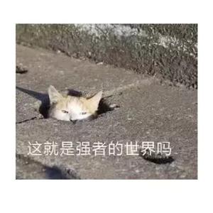 CiCi卡牌游戏者头像